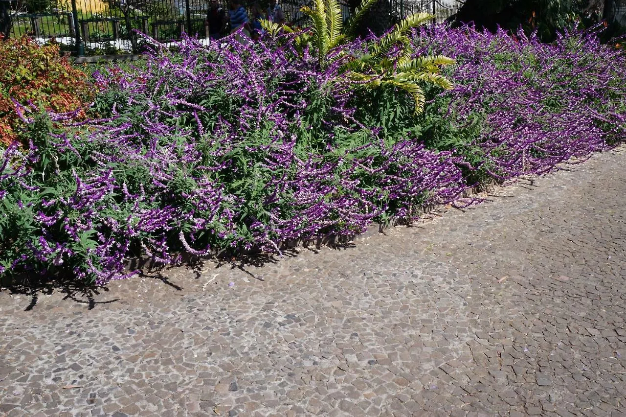 Σπίτι διακοπών Casa Violeta Βίλα Φουνκάλ